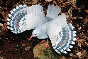 Kagus: Kagu (Rhynochetos jubatus) threat display