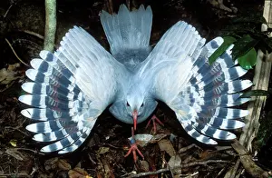 Kagus: Kagu (Rhynochetos jubatus) threat display, female