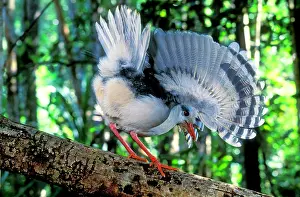 Kagus: Kagu (Rhynochetos jubatus) walking on fallen tree