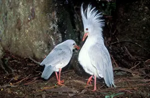 Kagus: Kagu (Rhynochetus jubatus) territorial display