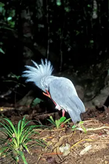 Kagus: Kagu - Scratching face