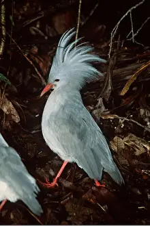 Showing: KAGU - showing territorial display