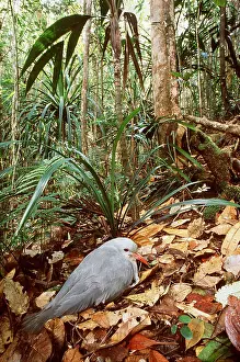 Story: KAGU - sitting on eggs in nest