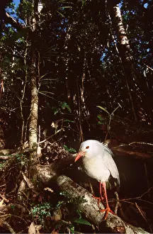 Fallen: KAGU - standing on fallen tree