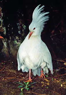 Kagus: Kagu - territorial display when meeting other