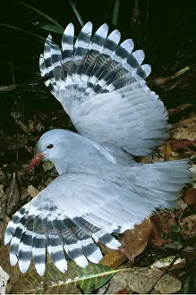 Threat: KAGU - in threat posture