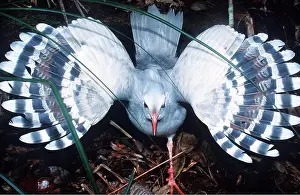 Threat: KAGU - in threat posture, wings out