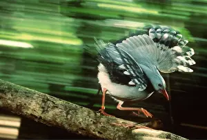 Blurred: KAGU - using wings to gain running speed