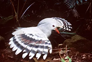 Spread: KAGU - wings spread, side-view