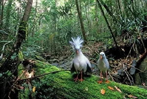 Kagus: KAGU - x two, one with raised crest