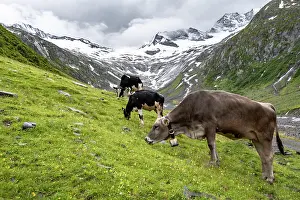 Gletscher: Kahe im Tal weiden vor Gletscher, Schlegeiskees