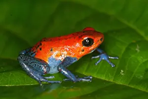 Morph: Kahka Creek morph Strawberry Poison Frog (Oopha