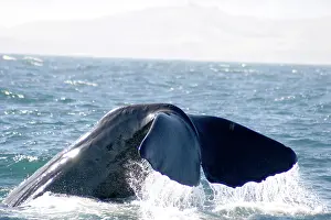 Flipper: Kaikoura, New Zealand. Whale watching is