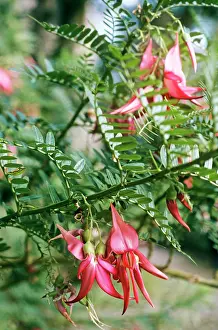Kaka: Kaka-beakS/ Kowhai Ngutukaka / Lobster Claw / New