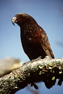 Kaka: KAKA - on branch