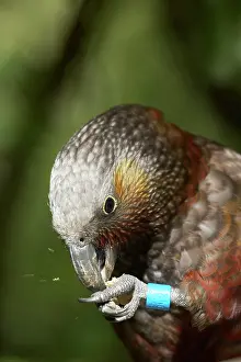 Kaka: Kaka with Identification Band, (Nestor meridionalis)
