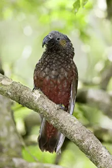 Kaka: Kaka
