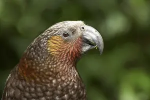 Kaka: Kaka, (Nestor meridionalis), Karori Wildlife