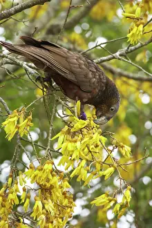 Kaka: Kaka (Nestor meridionalis) in Kowhai Tree