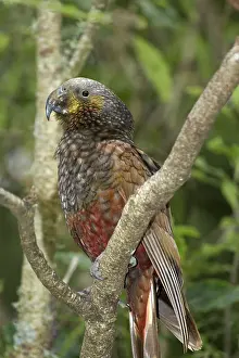 Kaka: Kaka (Nestor meridionalis), Pukaha Mount