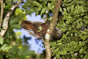 Kaka: Kaka / North Island Parrot