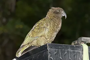 Kaka: Kaka / North Island Parrot - on car roof rack Fox Glacier
