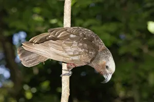 Kaka: Kaka / North Island Parrot. Kapiti island near Wellington