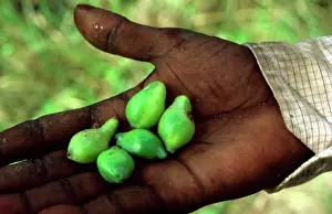 Kakadu: Kakadu (Billy goat) plum (Terminalia ferdinandiana)