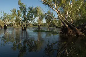 Paperbark: Kakadu National Park, Australia - Paperbark (Melaleuca