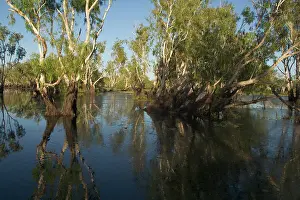 Paperbark: Kakadu National Park, Australia - Paperbark trees