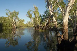 Paperbark: Kakadu National Park, Australia - Paperbark trees