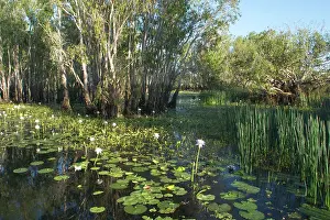 Paperbark: Kakadu National Park, Australia - Scene in the