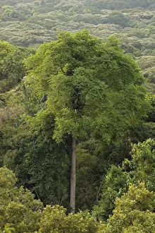 Kakamega: Kakamega forest, Kenya, tropical rain forest, Western