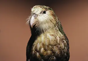Taxidermy: Kakapo