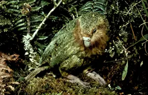 Auscape - Named Photographers: Kakapo - On ground
