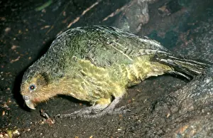 Auscape - Named Photographers: Kakapo - On ground