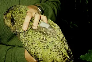 Auscape - Named Photographers: Kakapo - With handler and radio transmitter