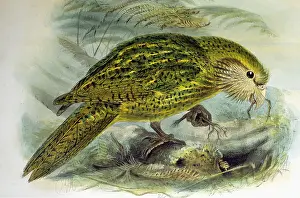 Illustration: KAKAPO - print