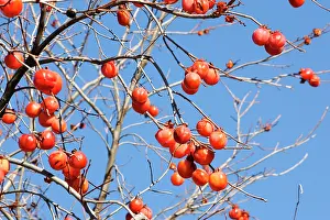 Persimmons: Kaki Persimmon / Kaki - fruit