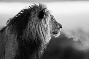 Assessing: Lion
