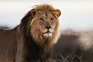 Assessing: Lion