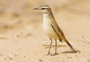 Cercotrichas: Kalahari Robin / Kalahari Scrub-robin. Kalahari