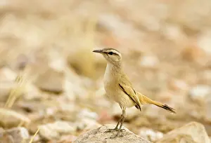 Surveying: Kalahari Scrub Robin - Perched on a rock surveying