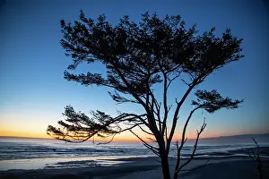 Olympic: Kalaloch Beach, Olympic Peninsula, wind blown tree