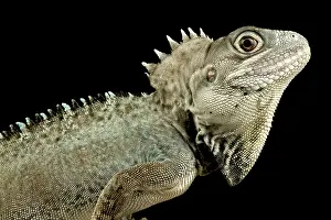 Fans: Kalam forest dragon (Hypsilurus nigrigularis)