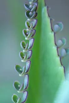 Kalanchoe: Kalanchoe