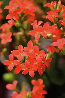 Florist: Kalanchoe