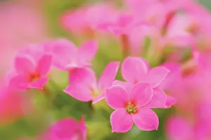 Florist: Kalanchoe