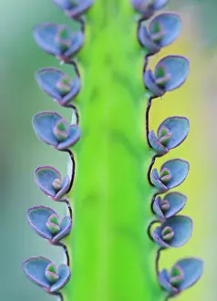 Kalanchoe: Kalanchoe