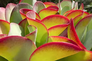 Kalanchoe: Kalanchoe luciae Desert Pink - Norfolk UK